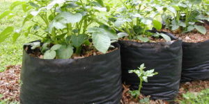 Sweet Potato-grow-bags